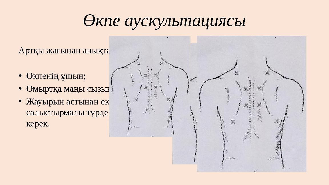 Өкпе аускультациясы Артқы жағынан анықтау: •Өкпенің ұшын; •Омыртқа маңы сызық бойымен; •Жауырын астынан екі жақтан салыстырмалы