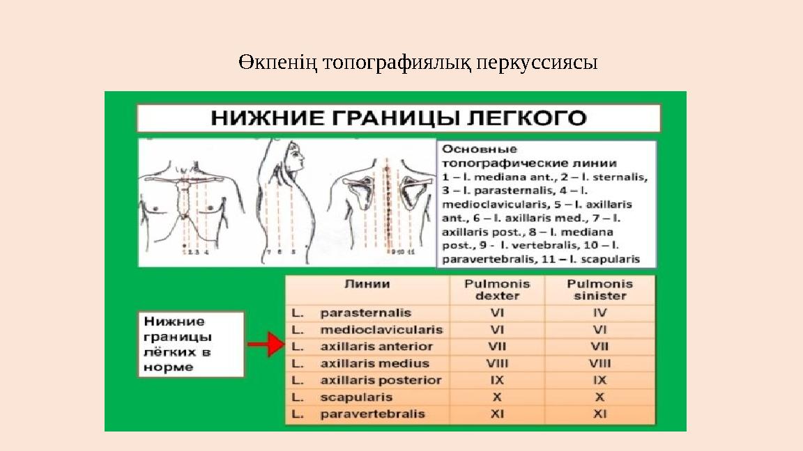 Өкпенің топографиялық перкуссиясы