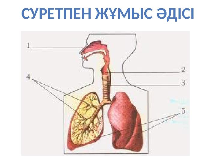 СУРЕТПЕН ЖҰМЫС ӘДІСІ