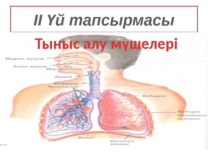 II Үй тапсырмасы Тыныс алу мүшелері