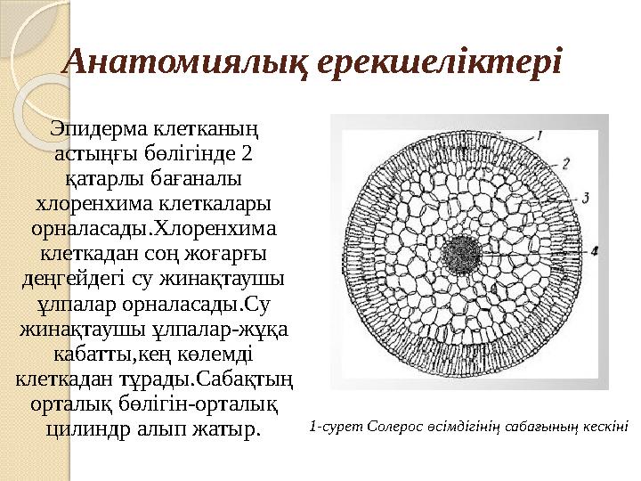 Анатомиялық ерекшеліктері Эпидерма клетканың астыңғы бөлігінде 2 қатарлы бағаналы хлоренхима клеткалары орналасады.Хлоренхи