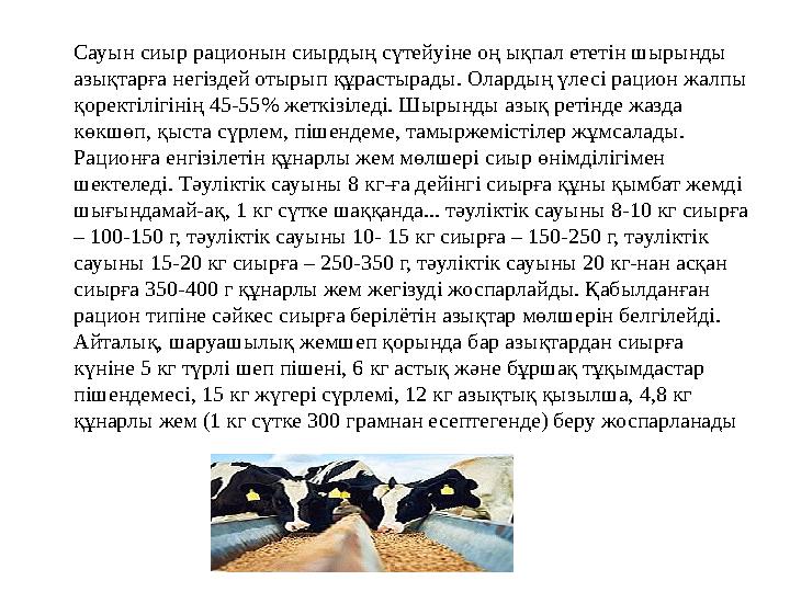 Сауын сиыр рационын сиырдың сүтейуіне оң ықпал ететін шырынды азықтарға негіздей отырып құрастырады. Олардың үлесі рацион жалпы