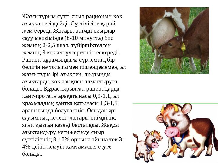 Жазғытұрым сүтті сиыр рационын көк азыққа негіздейді. Сүттілігіне қарай жем береді. Жоғары өнімді сиырлар сауу мерзімінде (8-