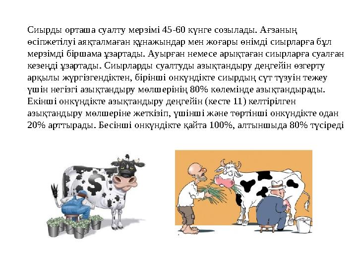 Сиырды орташа суалту мерзімі 45-60 күнге созылады. Ағзаның өсіпжетілуі аяқталмаған құнажындар мен жоғары өнімді сиырларға бұл