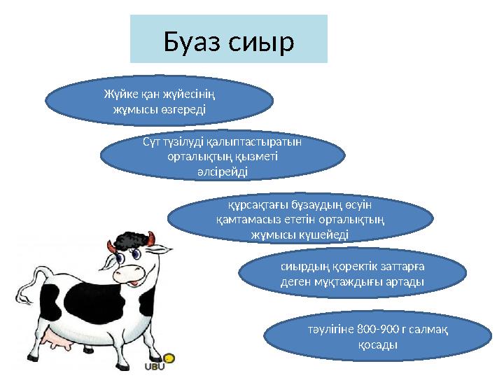 Буаз сиыр Жүйке қан жүйесінің жұмысы өзгереді Сүт түзілуді қалыптастыратын орталықтың қызметі әлсірейді құрсақтағы бұзаудың ө