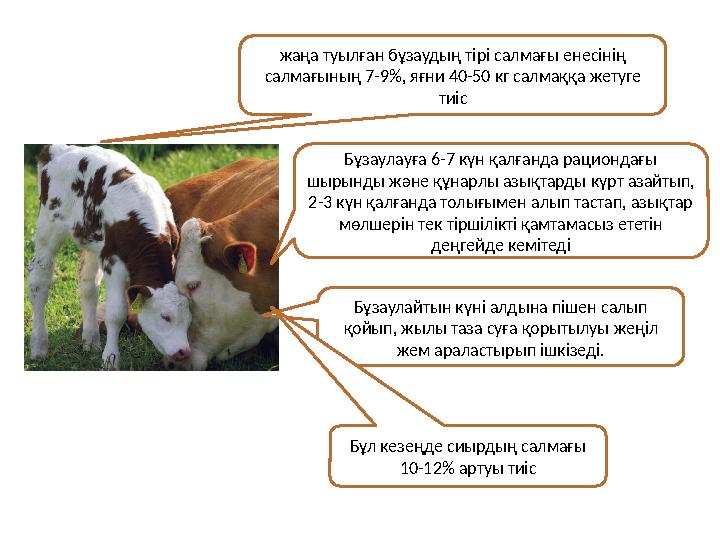 жаңа туылған бұзаудың тірі салмағы енесінің салмағының 7-9%, яғни 40-50 кг салмаққа жетуге тиіс Бұзаулауға 6-7 күн қалғанда ра
