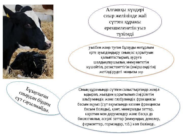 Б ұ з а у л а ғ а н с и ы р д а н б ір д е н с ү т с а у ы л м а й д ы . Алғашқы күндері сиыр желінінде жай сүттен құрам