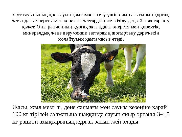 Сүт сауынының қосылуын қамтамасыз ету үшін сиыр азығының құрғақ затындағы энергия мен қоректік заттардың жеткізілу деңгейін жоғ