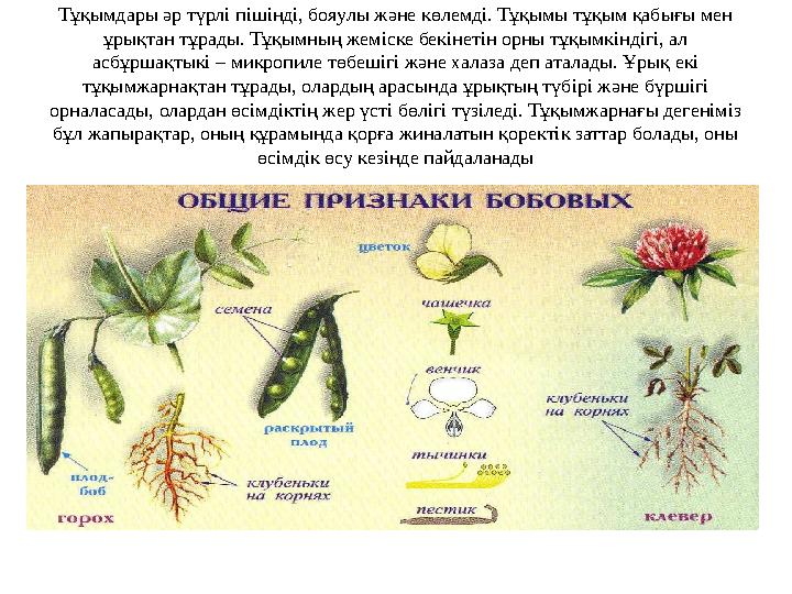 Тұқымдары әр түрлі пішінді, бояулы және көлемді. Тұқымы тұқым қабығы мен ұрықтан тұрады. Тұқымның жеміске бекінетін орны тұқымк