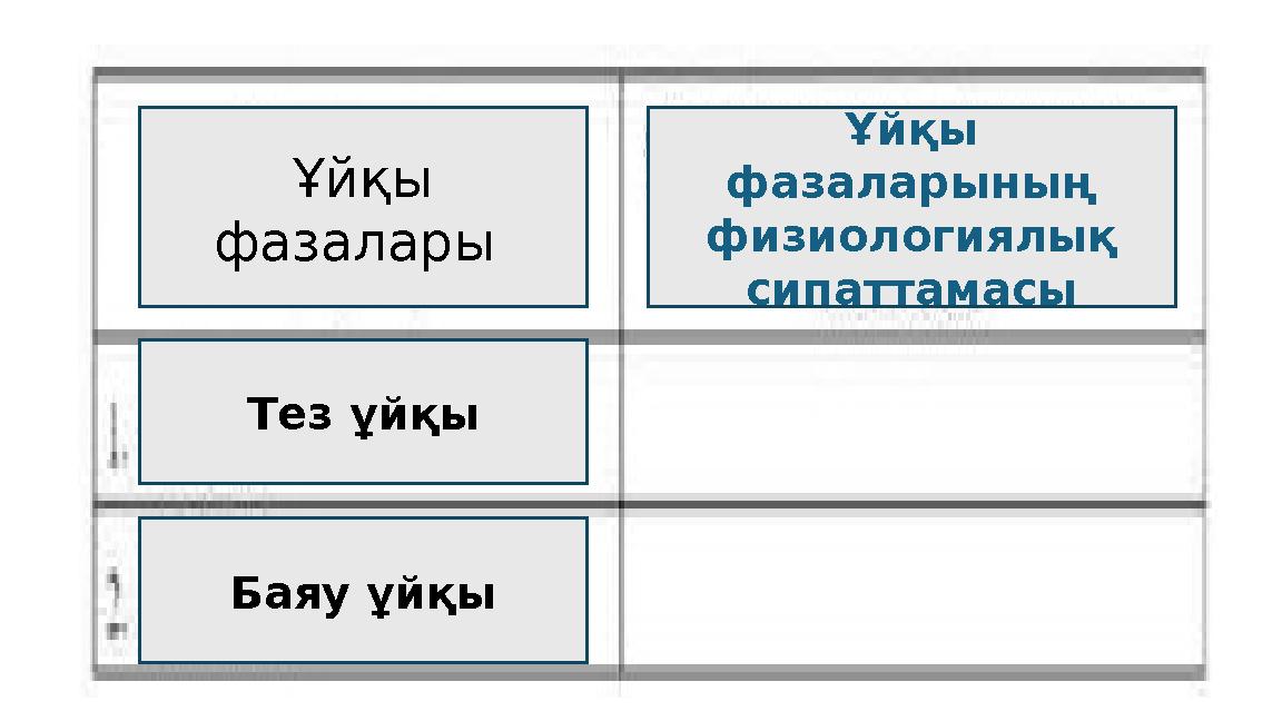 Ұйқы фазалары Ұйқы фазаларының физиологиялық сипаттамасы Тез ұйқы Баяу ұйқы