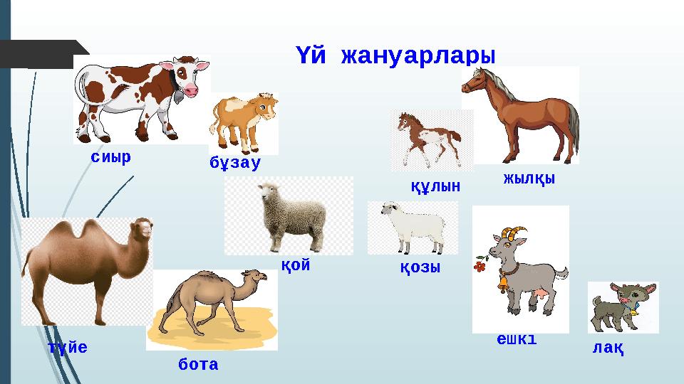 Үй жануарлары сиыр бұзау жылқы құлын қой түйе бота ешкі лақ қозы