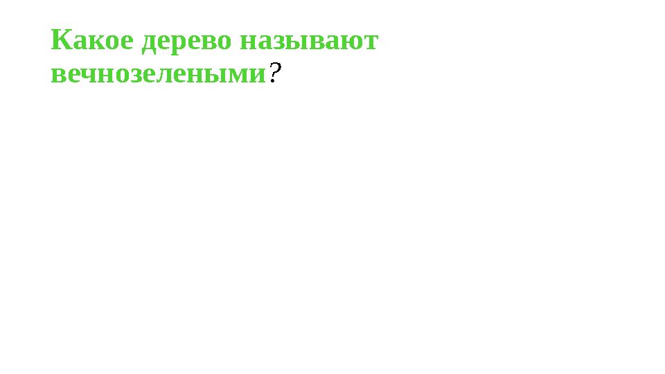 Какое дерево называют вечнозелеными?