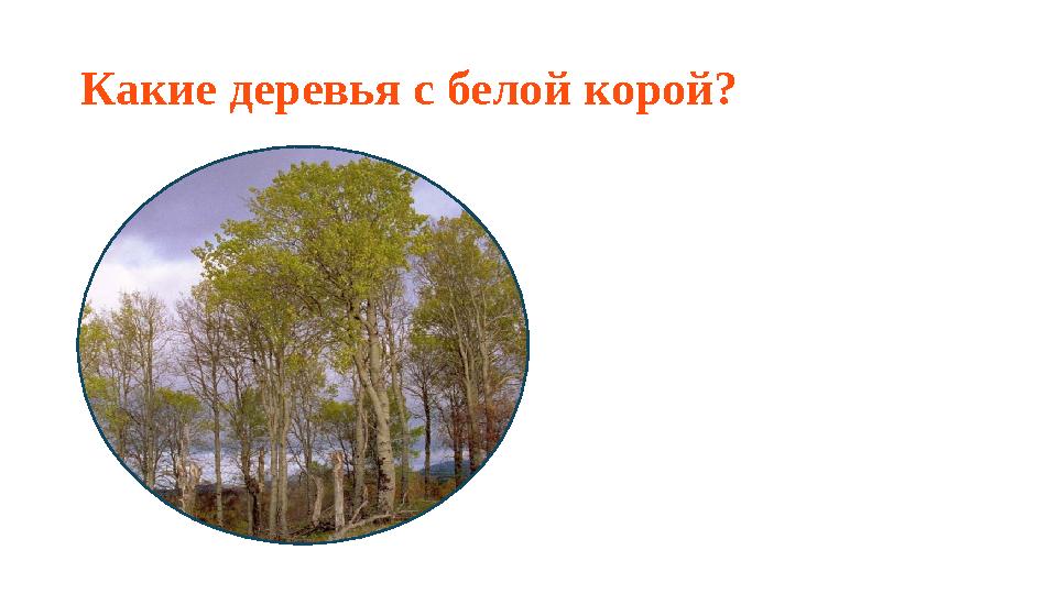 Какие деревья с белой корой?