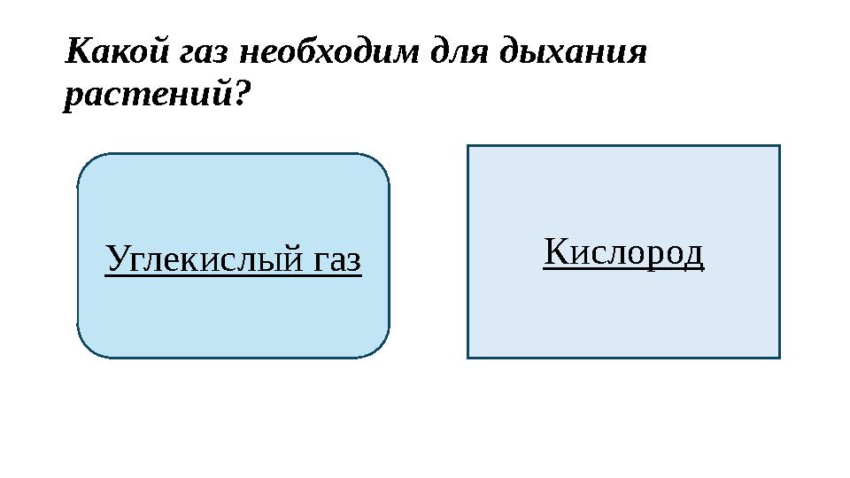 Какой газ необходим для дыхания растений? Углекислый газ Кислород