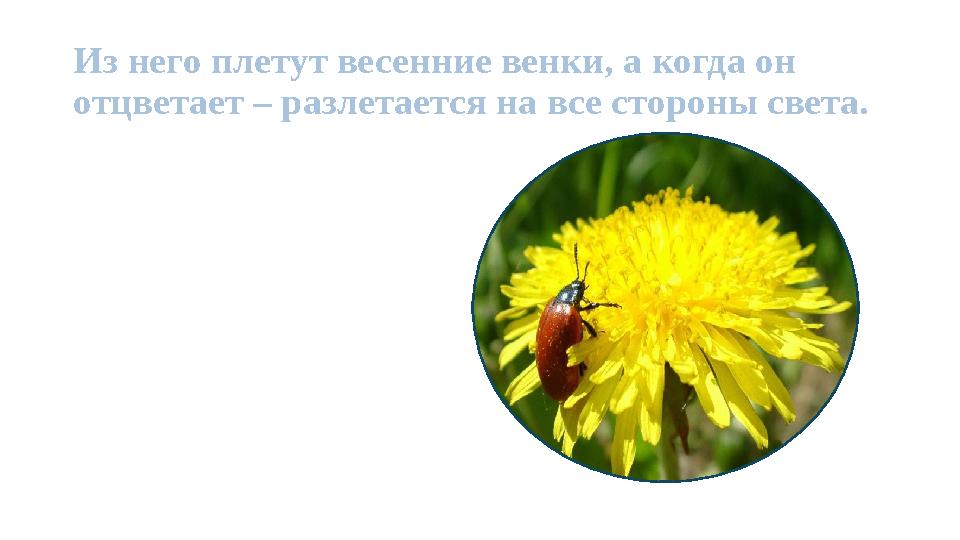 Из него плетут весенние венки, а когда он отцветает – разлетается на все стороны света.