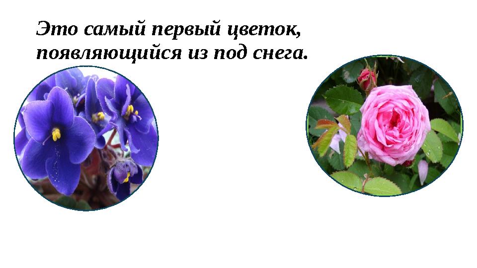 Это самый первый цветок, появляющийся из под снега.