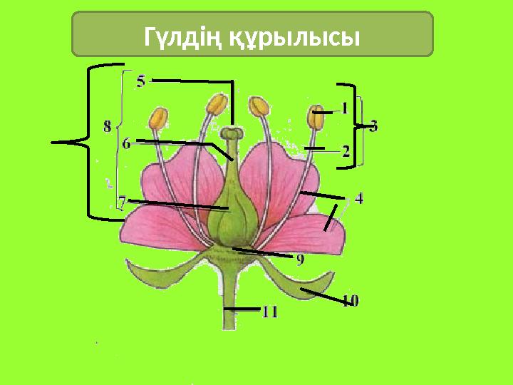 Гүлдің құрылысы