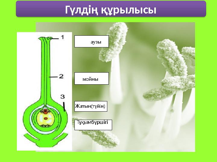 Гүлдің құрылысы аузы мойны Жатын(түйін) Тұқымбүршігі