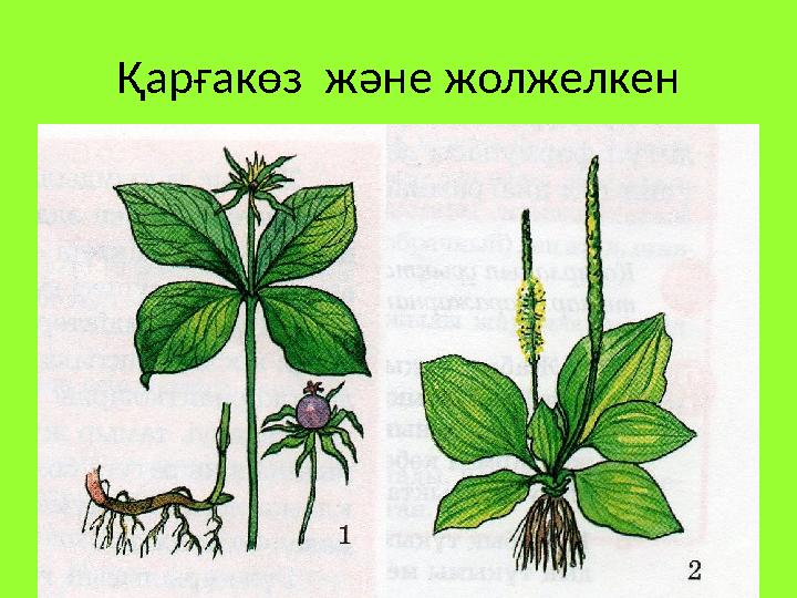 Қарғакөз және жолжелкен