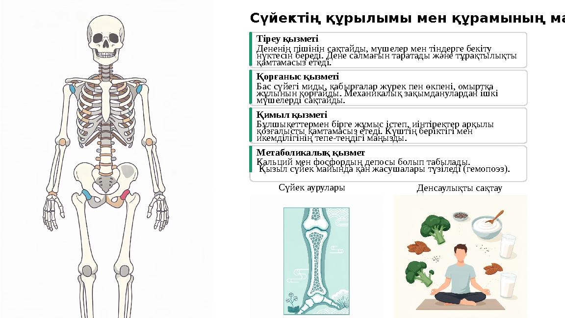 Сүйектің құрылымы мен құрамының маңызы Тіреу қызметі Дененің пішінін сақтайды, мүшелер мен тіндерге бекіту нүктесін береді. Ден