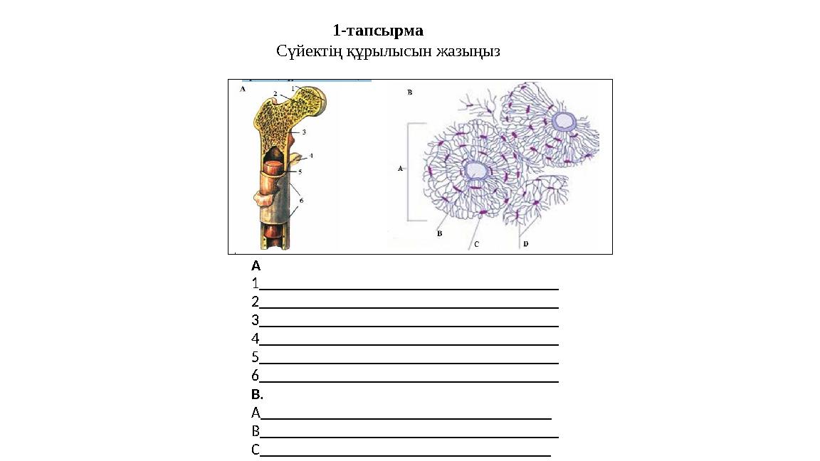 1-тапсырма Сүйектің құрылысын жазыңыз А 1_______________________________________ 2___________________________________