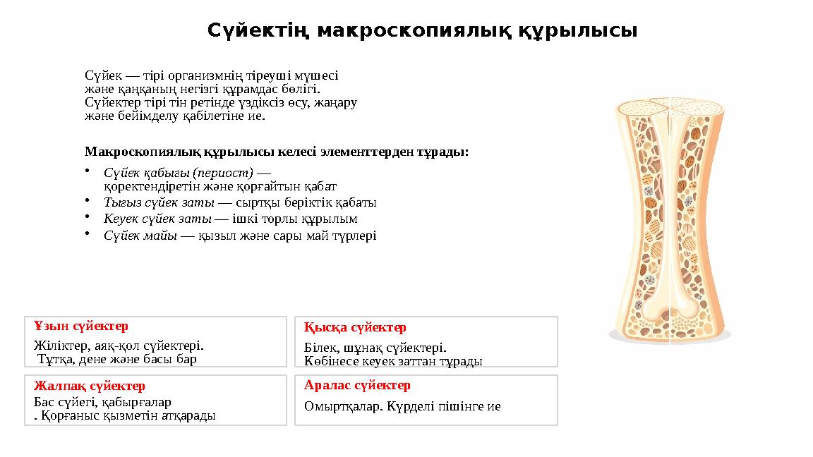 Сүйектің макроскопиялық құрылысы Сүйек — тірі организмнің тіреуші мүшесі және қаңқаның негізгі құрамдас бөлігі. Сүйектер тірі
