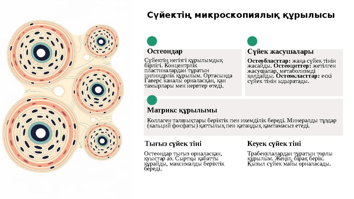 Сүйектің микроскопиялық құрылысы Остеондар Сүйектің негізгі құрылымдық бірлігі. Концентрлік пластиналардан тұратын цилиндрлік