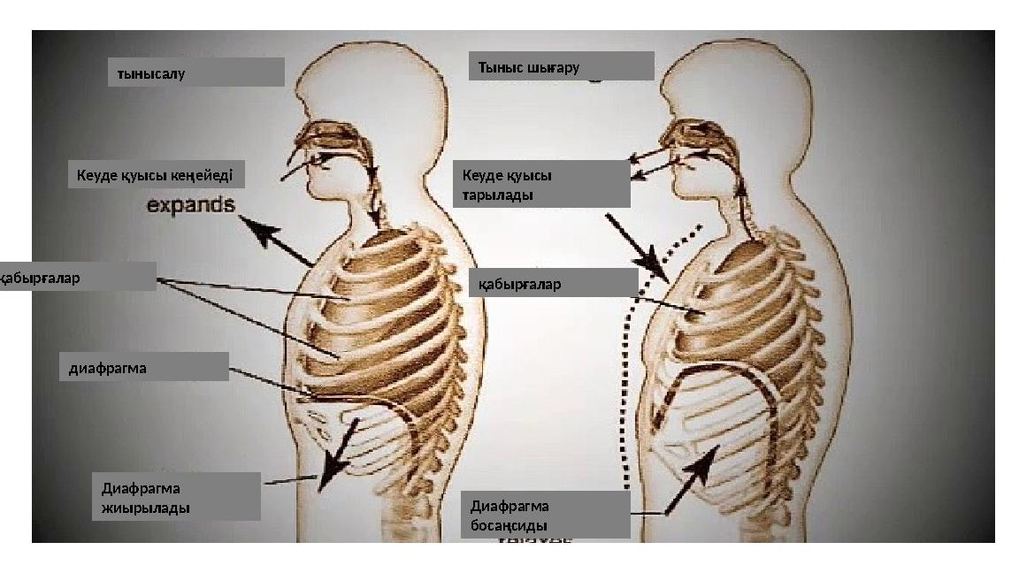 тынысалу Тыныс шығару Кеуде қуысы кеңейеді Кеуде қуысы тарылады қабырғалар қабырғалар диафрагма Диафрагма босаңсиды Диафрагма