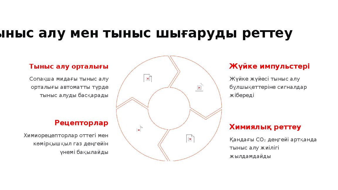 Тыныс алу мен тыныс шығаруды реттеу Тыныс алу орталығы Сопақша мидағы тыныс алу орталығы автоматты түрде тыныс алуды басқарады
