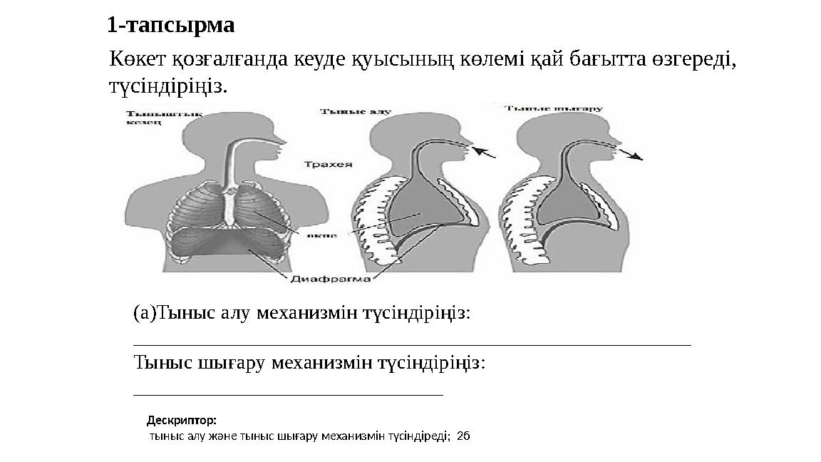 1-тапсырма Көкет қозғалғанда кеуде қуысының көлемі қай бағытта өзгереді, түсіндіріңіз. (a)Тыныс алу механизмін түсінд