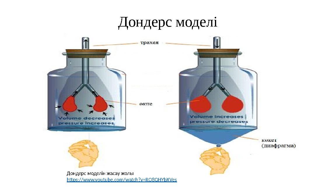 Дондерс моделі Дондерс моделін жасау жолы https://www.youtube.com/watch?v=RO8QHYbXVes