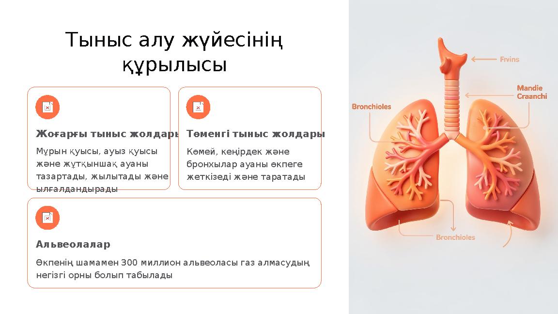 Тыныс алу жүйесінің құрылысы Жоғарғы тыныс жолдары Мұрын қуысы, ауыз қуысы және жұтқыншақ ауаны тазартады, жылытады және ылғ