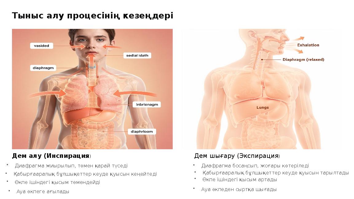 Тыныс алу процесінің кезеңдері Дем алу (Инспирация ) •Диафрагма жиырылып, төмен қарай түседі •Қабырғааралық бұлшықеттер кеуде қу