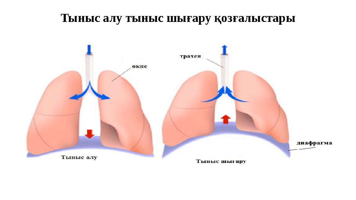 Тыныс алу тыныс шығару қозғалыстары
