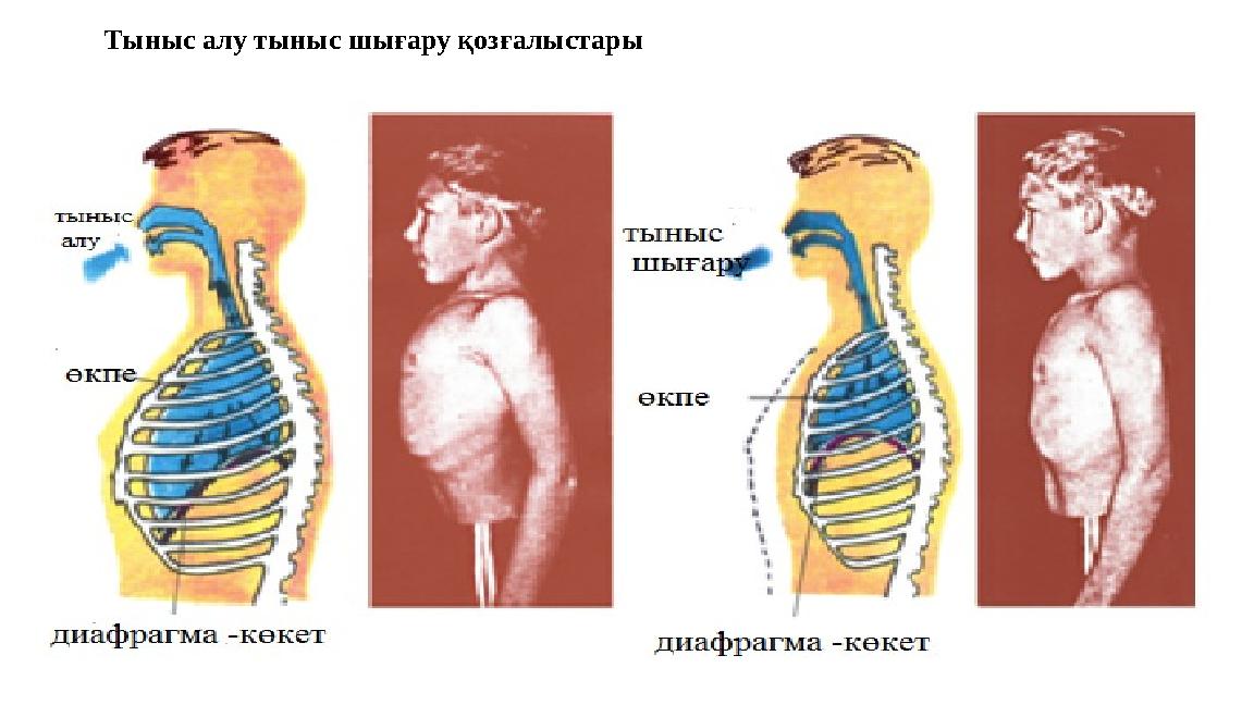 Тыныс алу тыныс шығару қозғалыстары