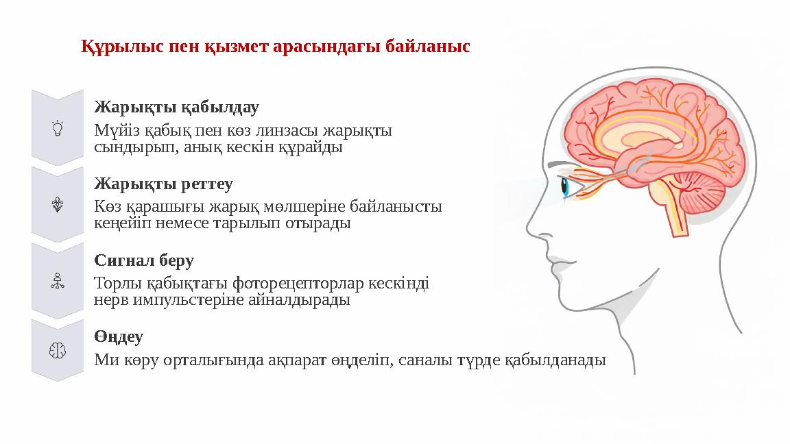 Құрылыс пен қызмет арасындағы байланыс Жарықты қабылдау Мүйіз қабық пен көз линзасы жарықты сындырып, анық кескін құрайды Жарық