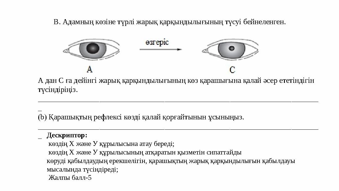 В. Адамның көзіне түрлі жарық қарқындылығының түсуі бейнеленген. А дан С ға дейінгі жарық қарқындылығының көз қарашығына қалай ә