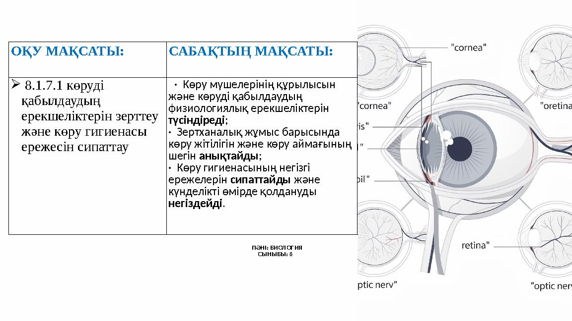 ПӘНІ: БИОЛОГИЯ СЫНЫБЫ: 8 ОҚУ МАҚСАТЫ: САБАҚТЫҢ МАҚСАТЫ:  8.1.7.1 көруді қабылдаудың ерекшеліктерін зерттеу және көру