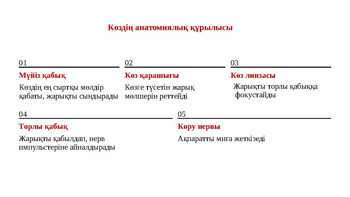 Көздің анатомиялық құрылысы 01 Мүйіз қабық Көздің ең сыртқы мөлдір қабаты, жарықты сындырады 02 Көз қарашығы Көзге түсетін жары