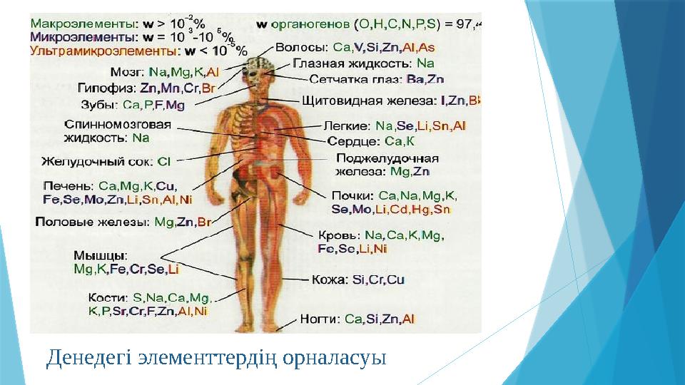 Денедегі элементтердің орналасуы