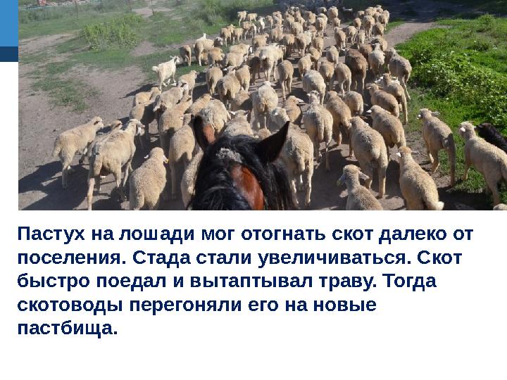 Пастух на лошади мог отогнать скот далеко от поселения. Стада стали увеличиваться. Скот быстро поедал и вытаптывал траву. Тогд