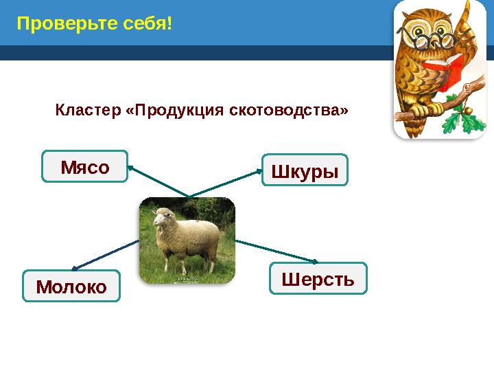 Проверьте себя! Кластер «Продукция скотоводства» Шерсть Мясо Шкуры Молоко