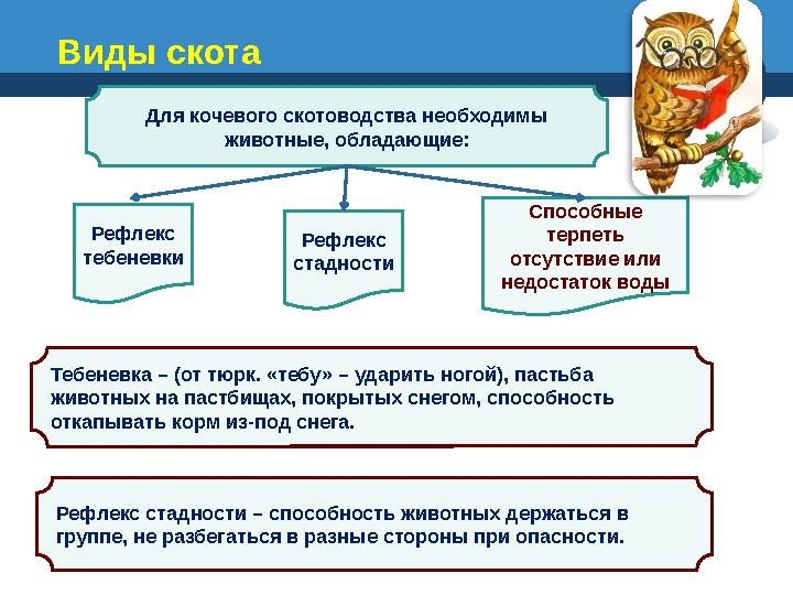 Виды скота Для кочевого скотоводства необходимы животные, обладающие: Рефлекс стадности Рефлекс тебеневки Способные терпеть