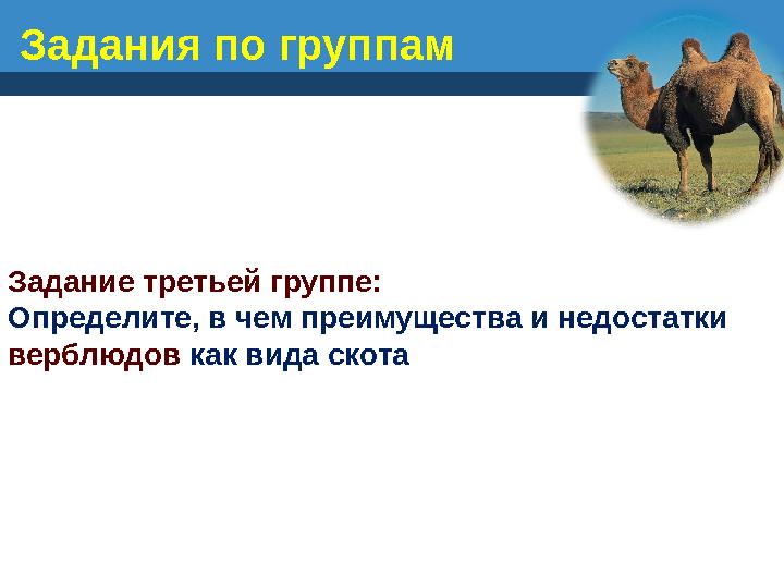 Задание третьей группе: Определите, в чем преимущества и недостатки верблюдов как вида скота Задания по группам