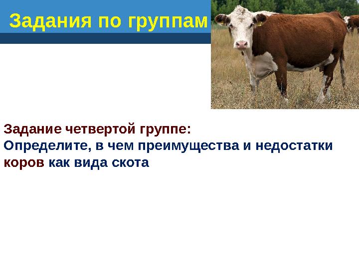 Задание четвертой группе: Определите, в чем преимущества и недостатки коров как вида скота Задания по группам