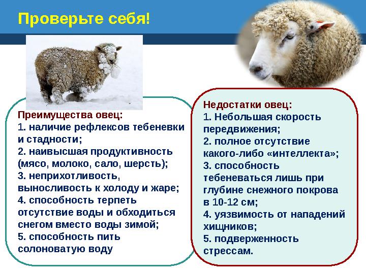 Проверьте себя! Преимущества овец: 1. наличие рефлексов тебеневки и стадности; 2. наивысшая продуктивность (мясо, молоко, сало