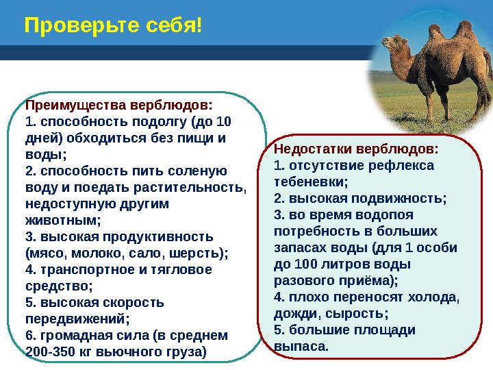 Проверьте себя! Преимущества верблюдов: 1. способность подолгу (до 10 дней) обходиться без пищи и воды; 2. способность пить со