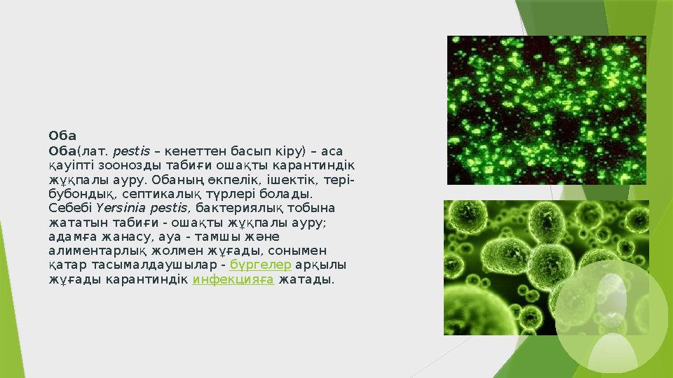 Оба Оба(лат. pestіs – кенеттен басып кіру) – аса қауіпті зоонозды табиғи ошақты карантиндік жұқпалы ауру. Обаның өкпелік, ішек