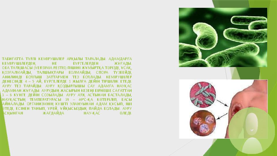 ТАБИҒАТТА ТҮРЛІ КЕМІРУШІЛЕР АРҚЫЛЫ ТАРАЛАДЫ. АДАМДАРҒА КЕМІРУШІЛЕРДЕН, НЕ БҮРГЕЛЕРДЕН ЖҰҒАДЫ. ОБА ТАЯҚШАСЫ (YERSІNІA PESTІS) ПІ