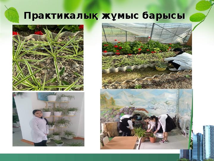 Практикалық жұмыс барысы